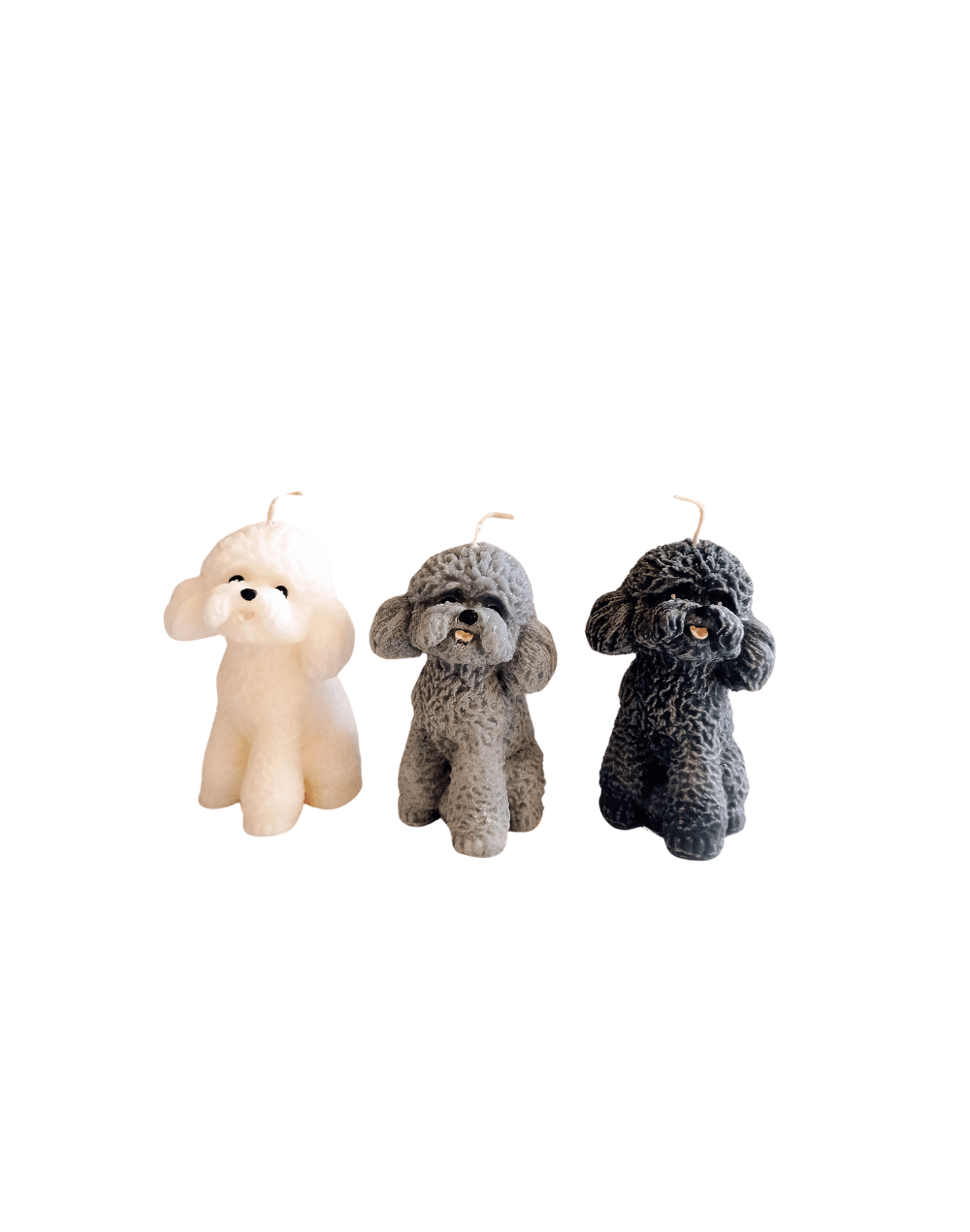 French poodle