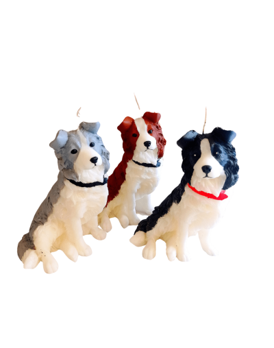 Border collie
