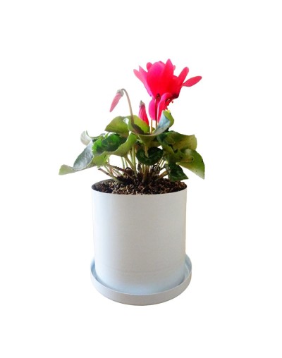 Coleccion dhalia 