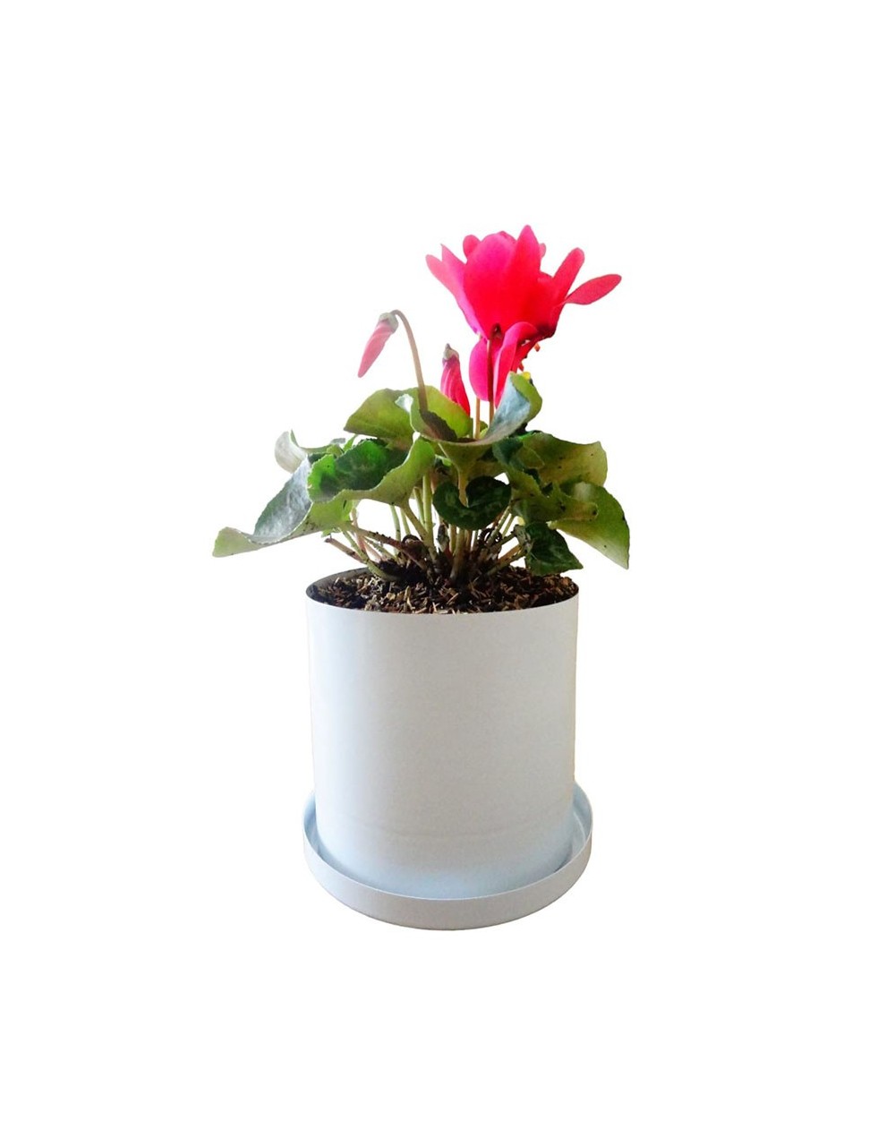Coleccion dhalia 