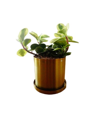 Coleccion dhalia 