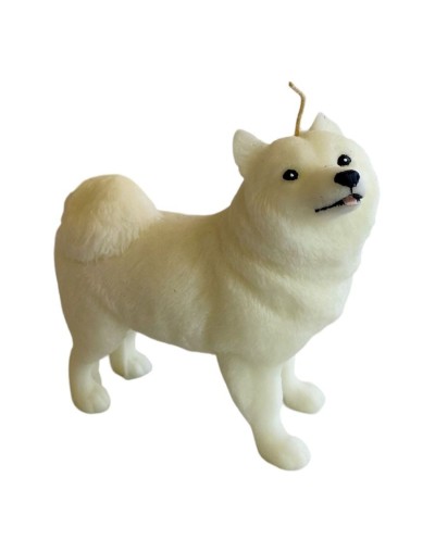 Samoyedo