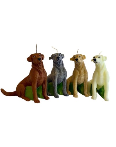 Labrador