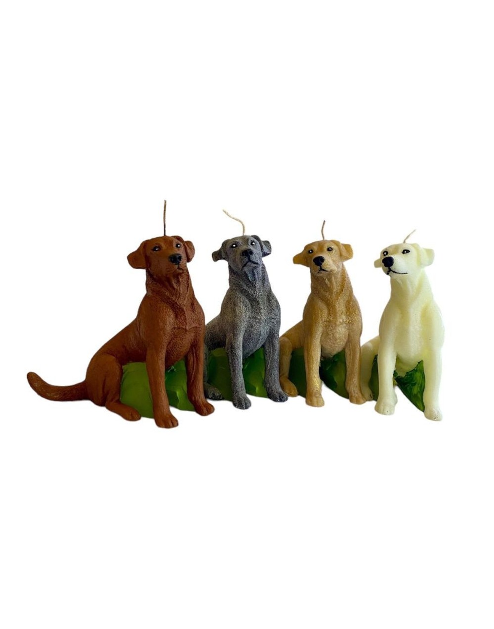 Labrador