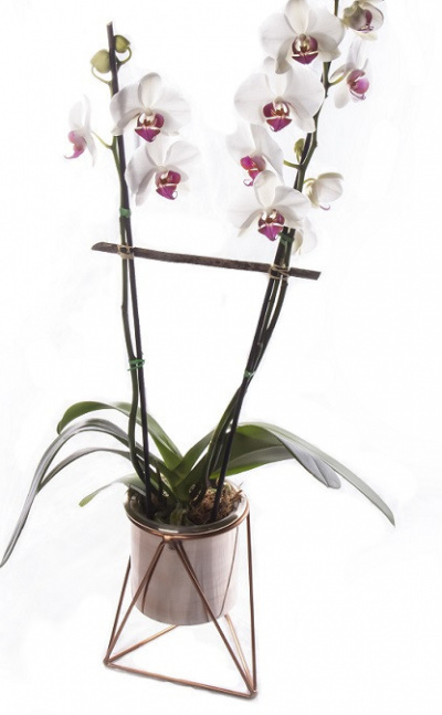 Orquídea phalaenopsis + soporte metálico