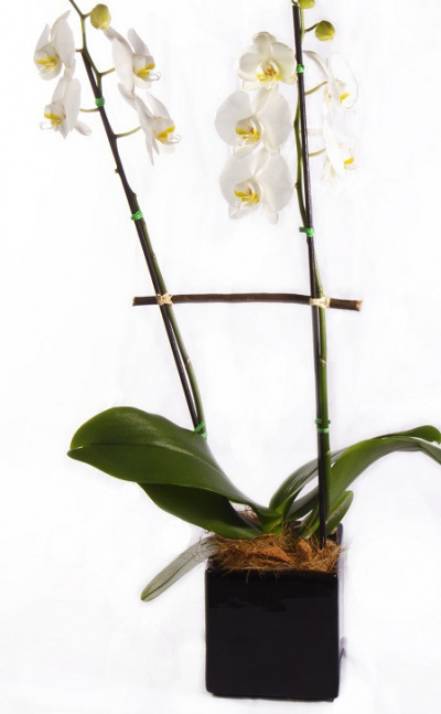 Orquídea phalaenopsis + matera cerámica 