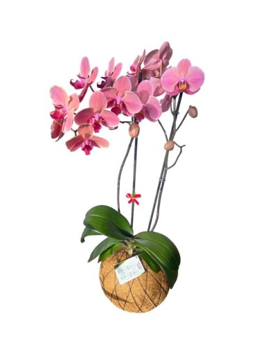 Kokedama de Orquídea Phalaenopsis
