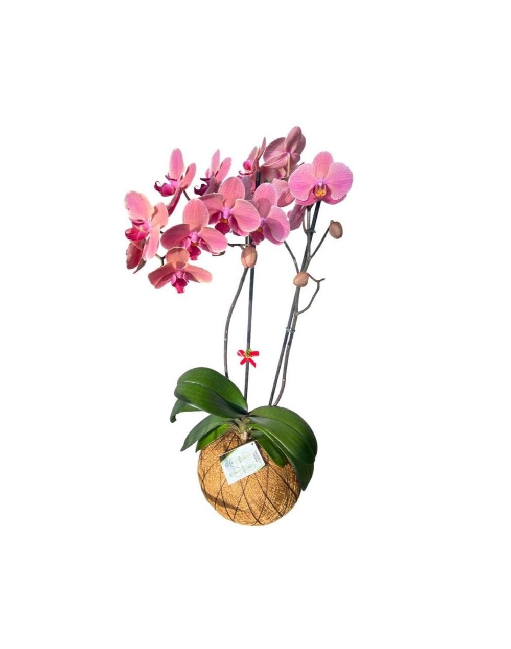 Kokedama de Orquídea Phalaenopsis