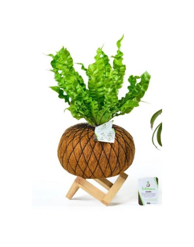 Kokedama de Helecho Crespo