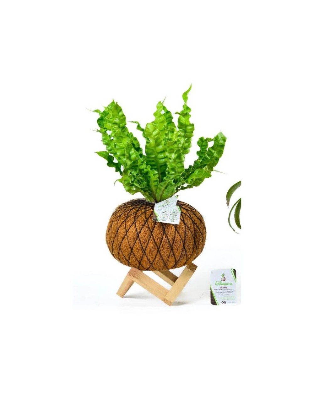 Kokedama de Helecho Crespo