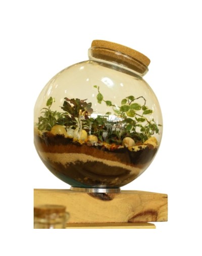 Terrario cerrado - ecosistema Esfera