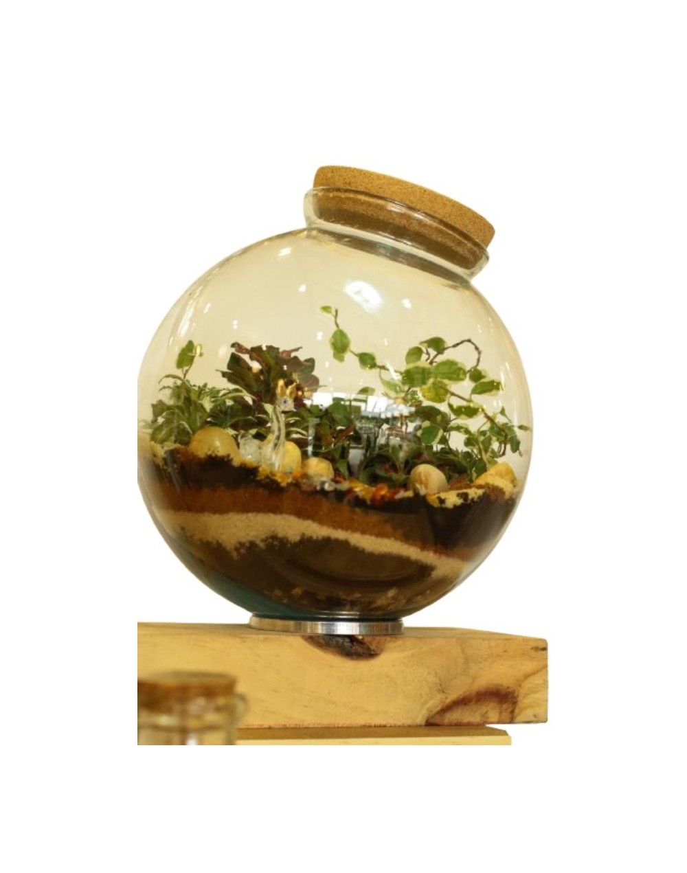 Terrario cerrado - ecosistema Esfera