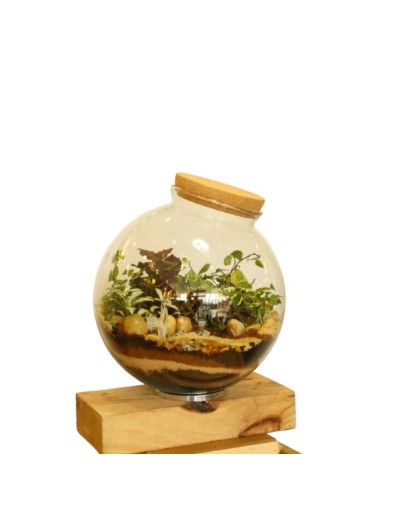 Terrario cerrado - ecosistema Esfera