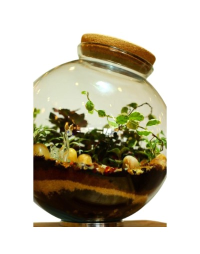 Terrario cerrado - ecosistema Esfera