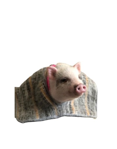 Ruana para mascotas Mijitíca