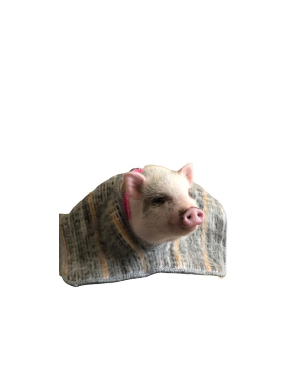 Ruana para mascotas Mijitíca