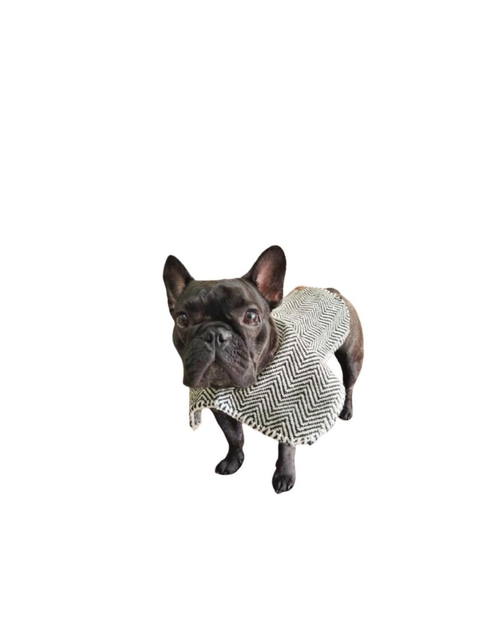 Ruana para mascotas Julia Julia 