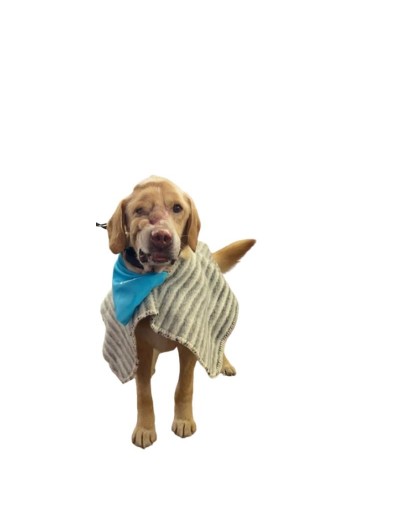 Ruana para mascotas Carranguera