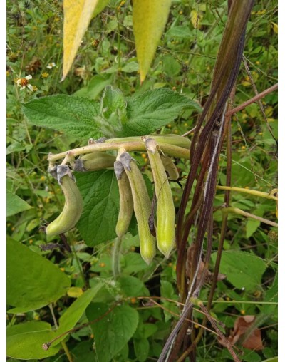 Extracto de Mucuna Pruriens (Frijol Terciopelo) 90 g - 100 % Natural Orgánico