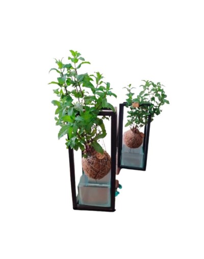 Kokedamas