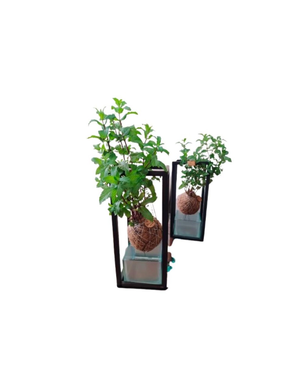 Kokedamas