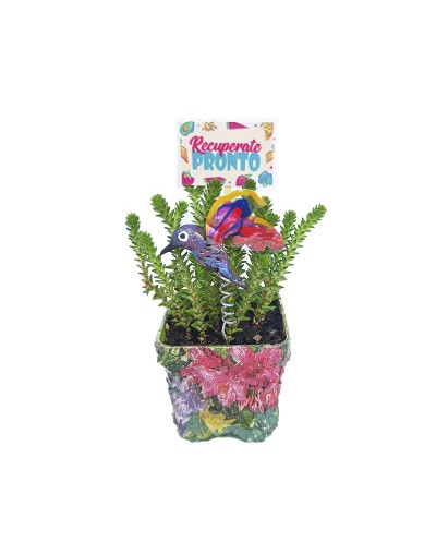 Suculentas para regalar 
