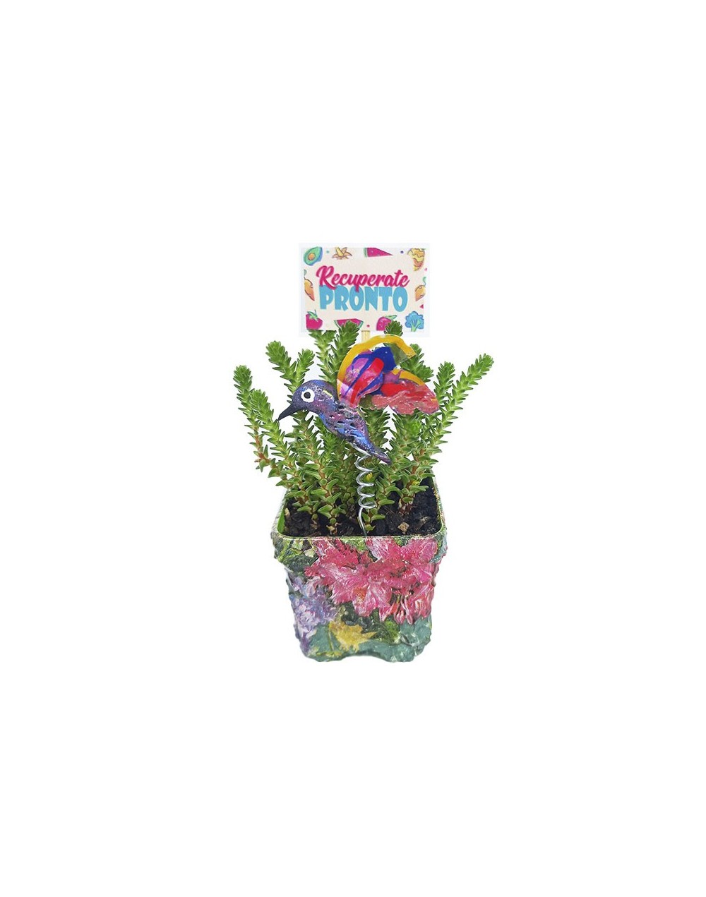 Suculentas para regalar 