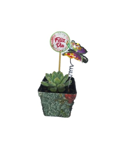 Suculentas para regalar 