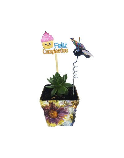 Suculentas para regalar 
