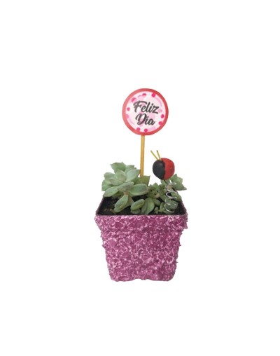 Suculentas para regalar 