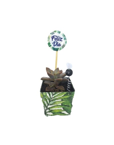 Suculentas para regalar 