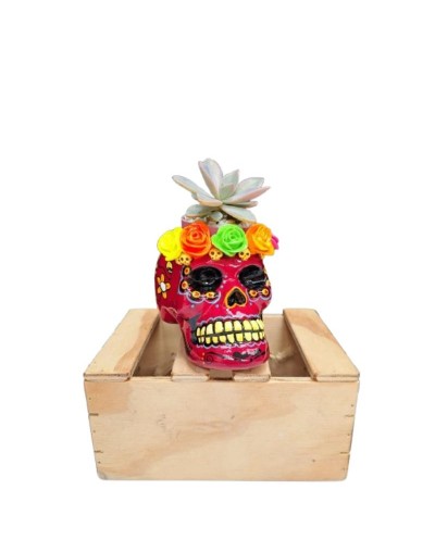 Matera Catrina Mediana