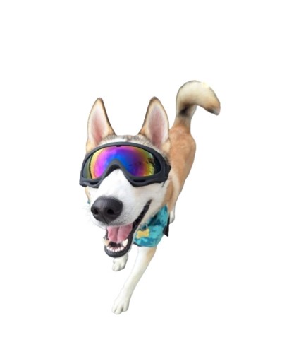 Gafas para perros de raza grande con protección UV 400