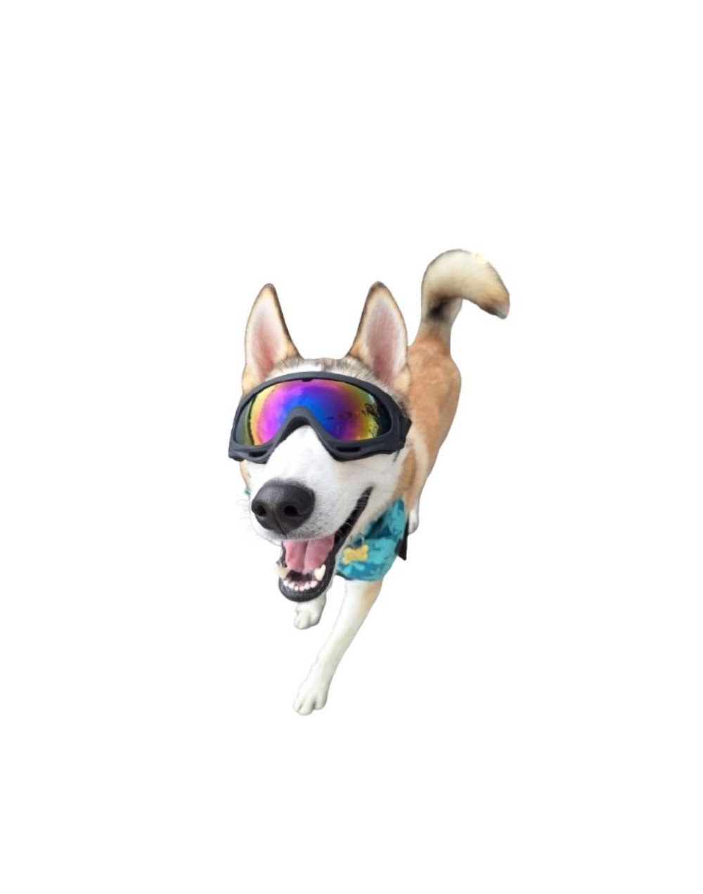 Gafas para perros de raza grande con protección UV 400