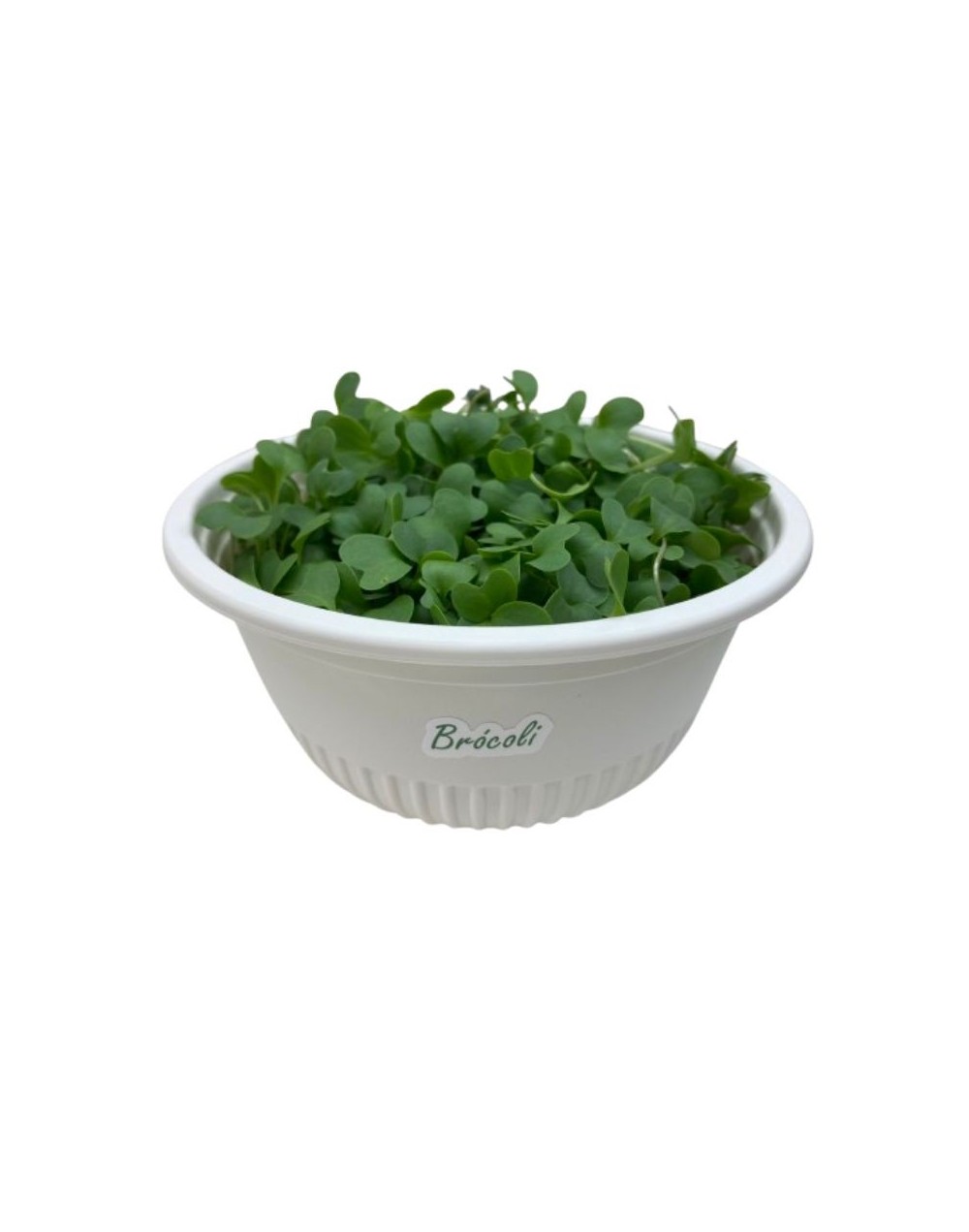 Hortalitas de Brócoli