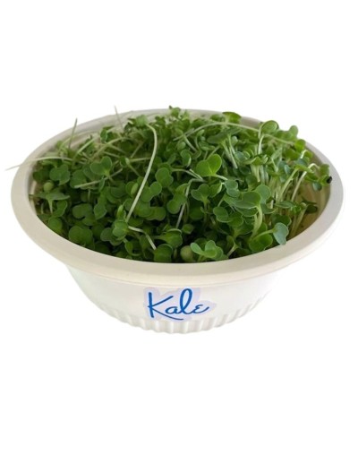 Hortalitas de Kale