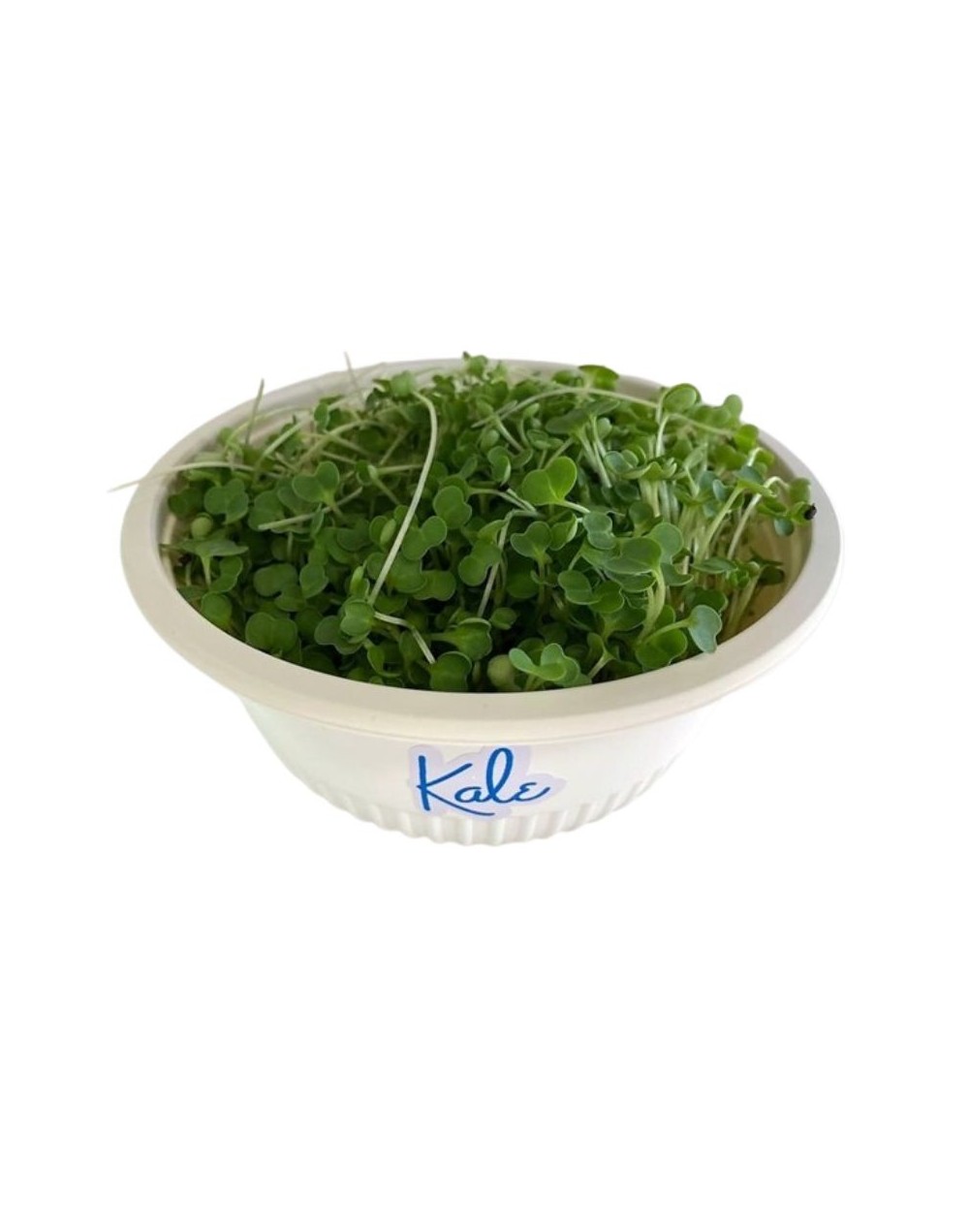 Hortalitas de Kale