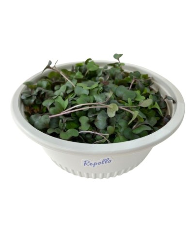 Hortalitas de Repollo Morado