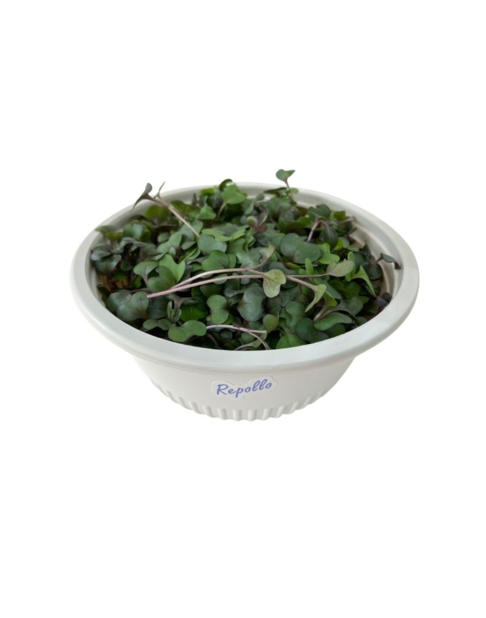 Hortalitas de Repollo Morado