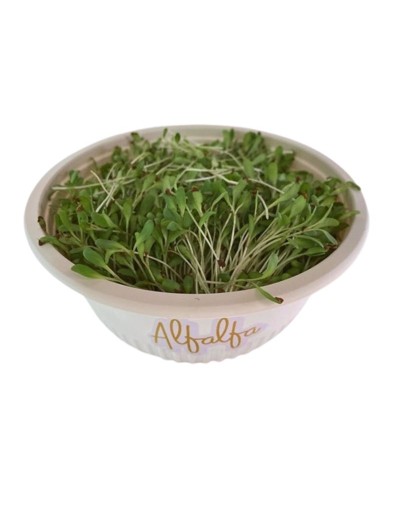 Hortalitas de Alfalfa