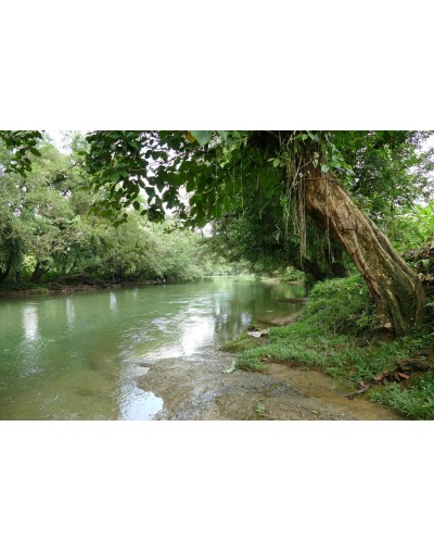 San Cipriano mágico