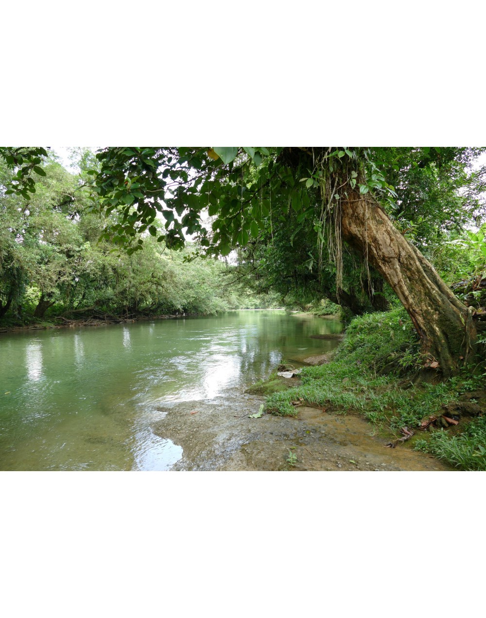San Cipriano mágico