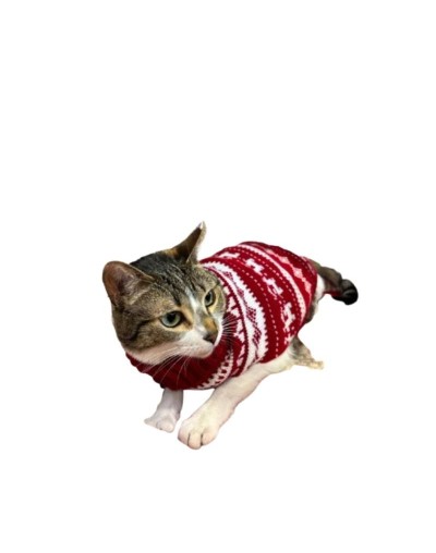 Sueter tarjeta gato