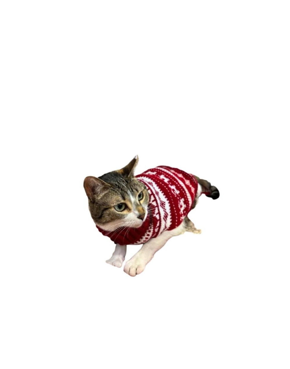 Sueter tarjeta gato