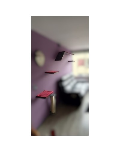 Combo Sútil Gimnasio Para Gatos Pared