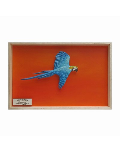 Guacamaya azul