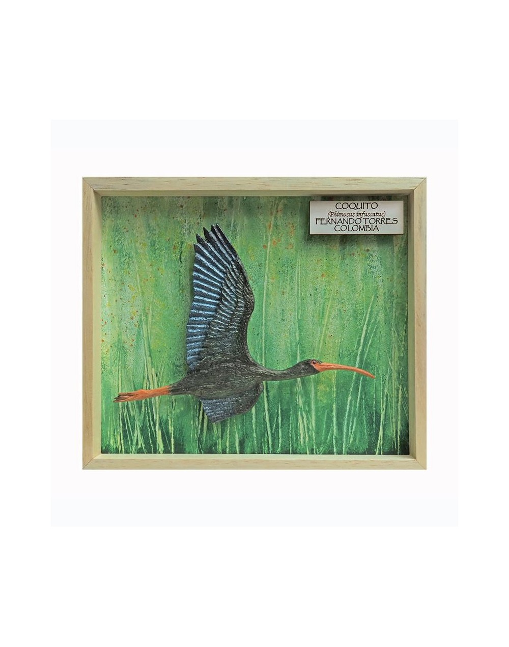 Ibis negro