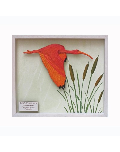 Ibis rojo