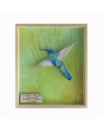 Colibrí Chillón
