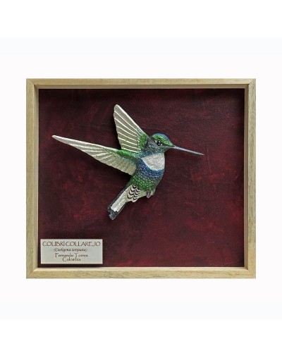 Colibrí Collarejo